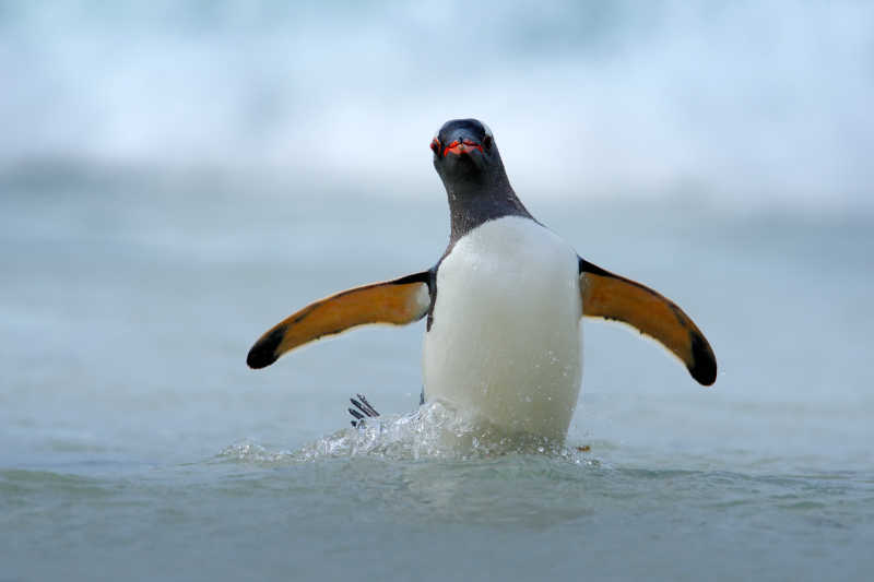 水面嬉戏的企鹅