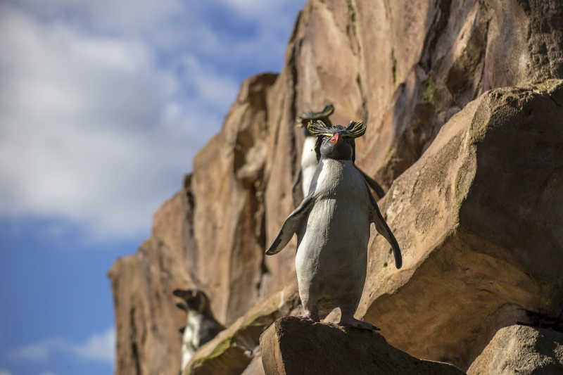 岩石上的三只企鹅
