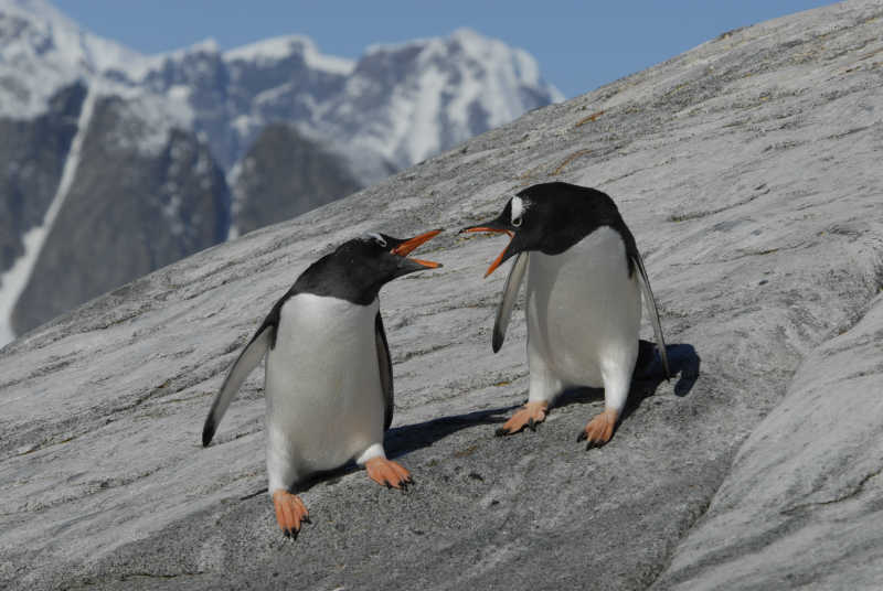 两只吵架的企鹅