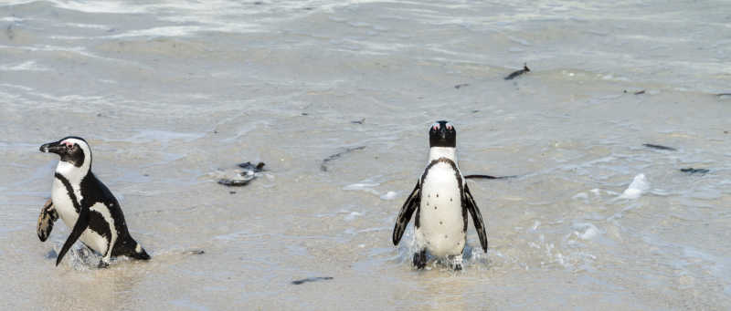 沙滩上的两只企鹅