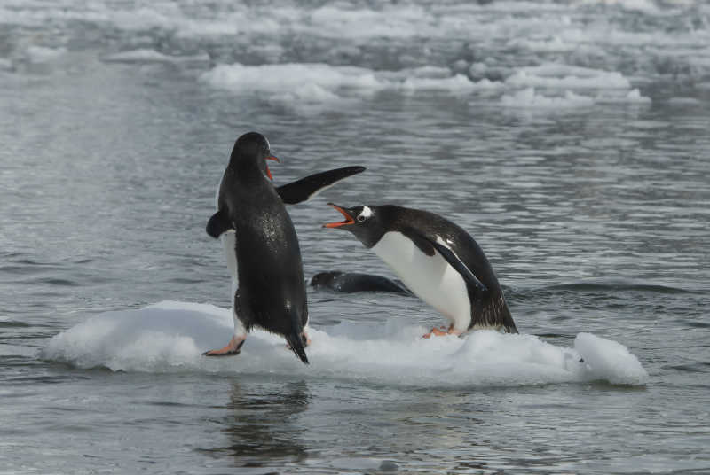 水面冰块上的两个企鹅