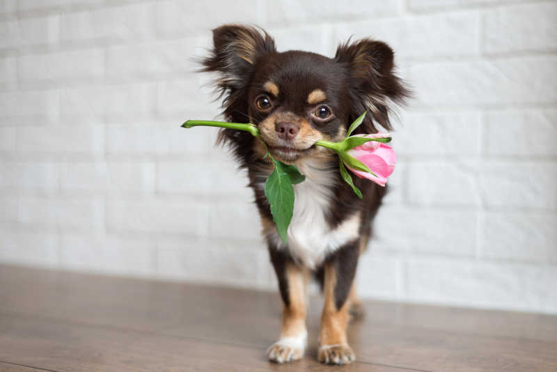 白色墙面背景下一只小狗叼着粉色玫瑰花