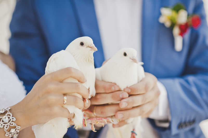 新婚夫妇手中的两只雪白的鸽子