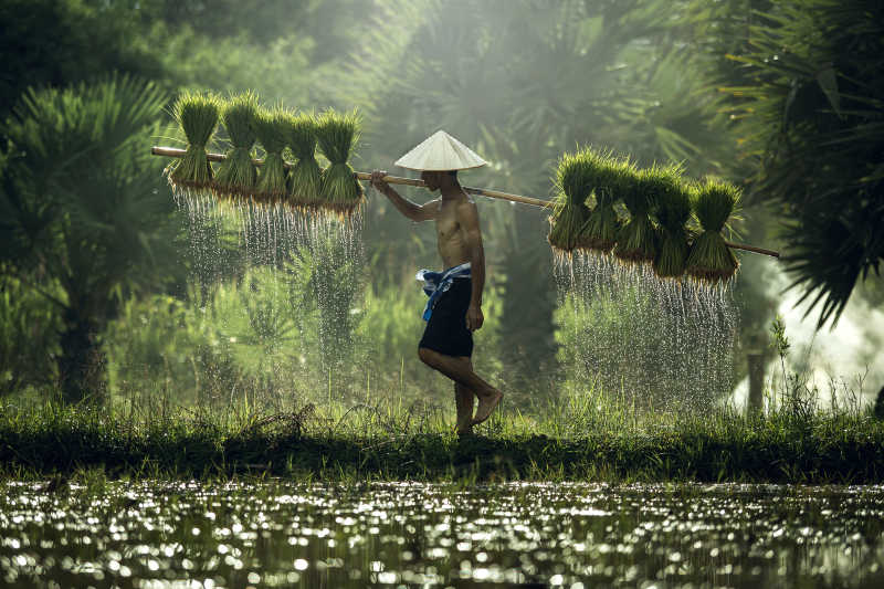 农民挑着水稻秧苗在雨季去种植水稻