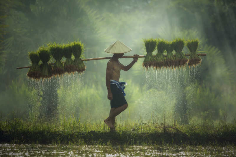 稻农挑着水稻秧苗去稻田里播种