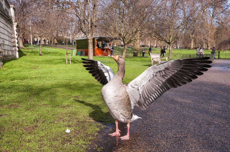 在公园里张开翅膀的鹅