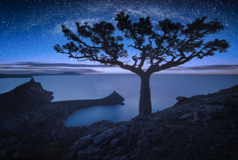 蓝色星空下孤独的松树
