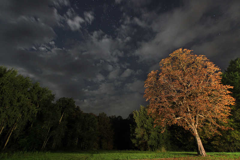 多云夜空下的树木
