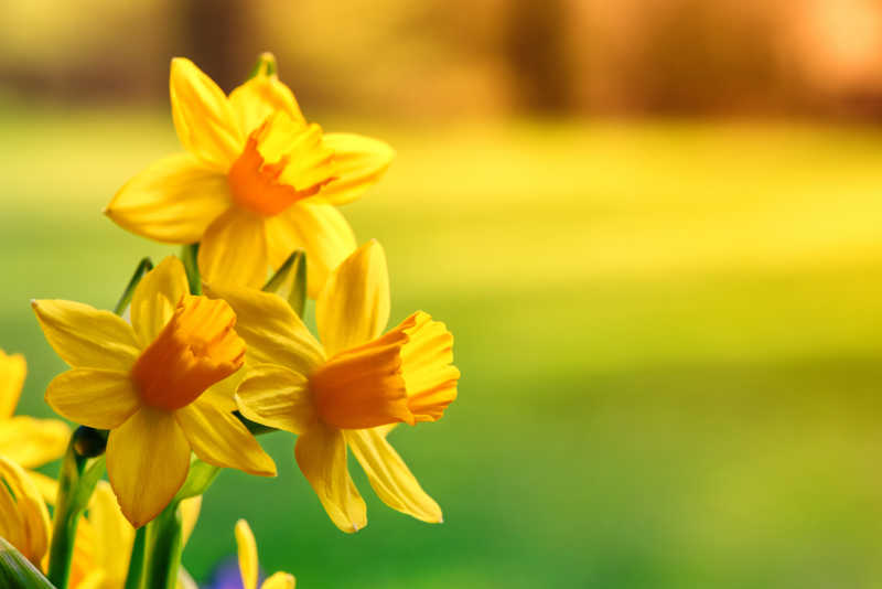 春天的黄水仙