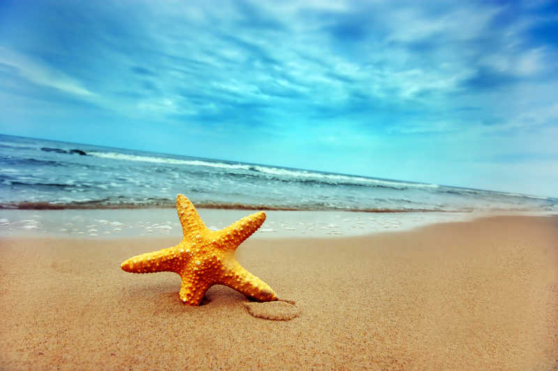 蓝天下海边沙滩上的一只海星