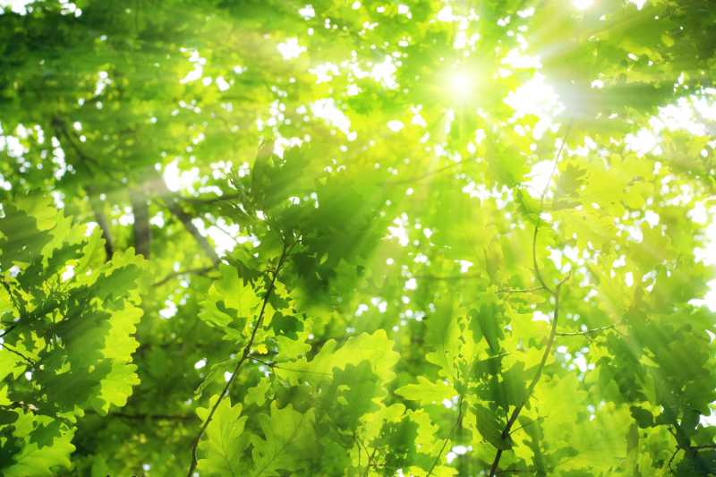 阳光下的绿橡树叶