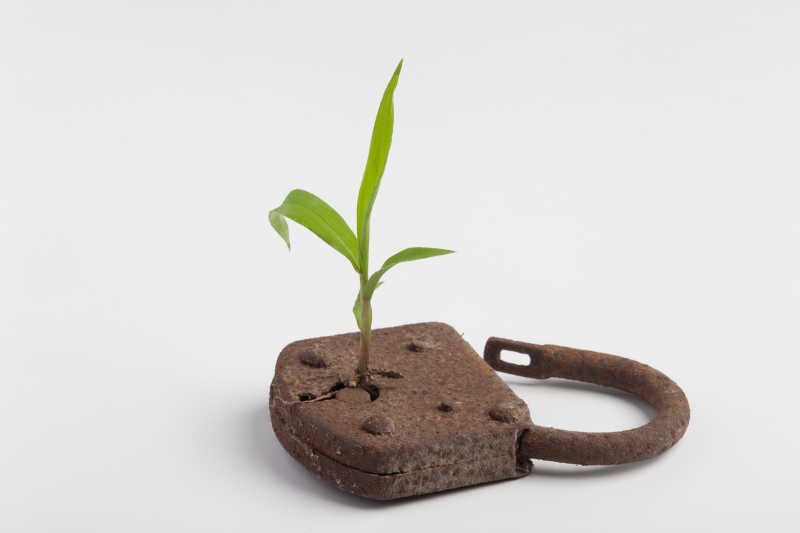 一株植物生长在一个锁里