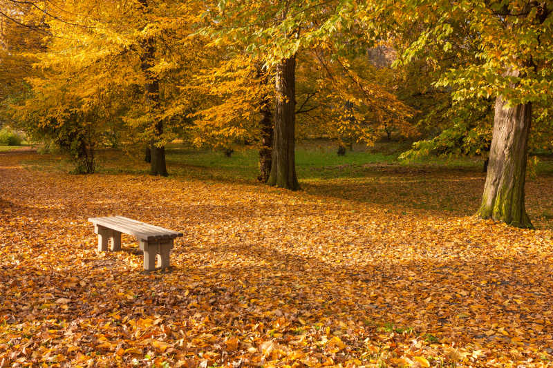 秋季公园的落叶景观