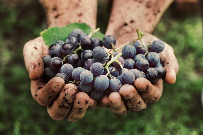 农民手里拿着刚收获的黑葡萄