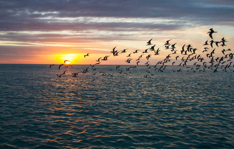 一群在夕阳海面上飞行的鸟儿