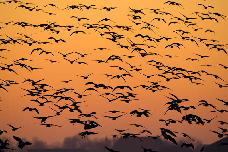 黄昏下成群结队的鸟儿在天空中飞行