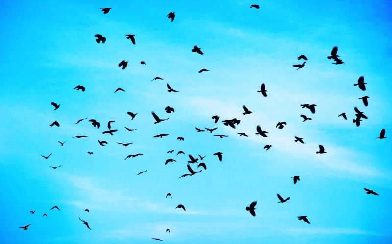 一群在蓝天下飞行的乌鸦