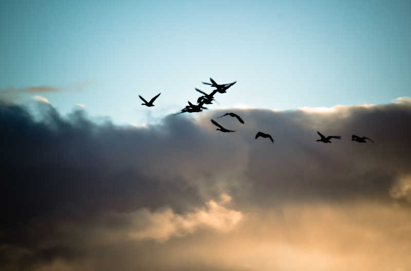 一群在有乌云的蓝天上飞行的大雁
