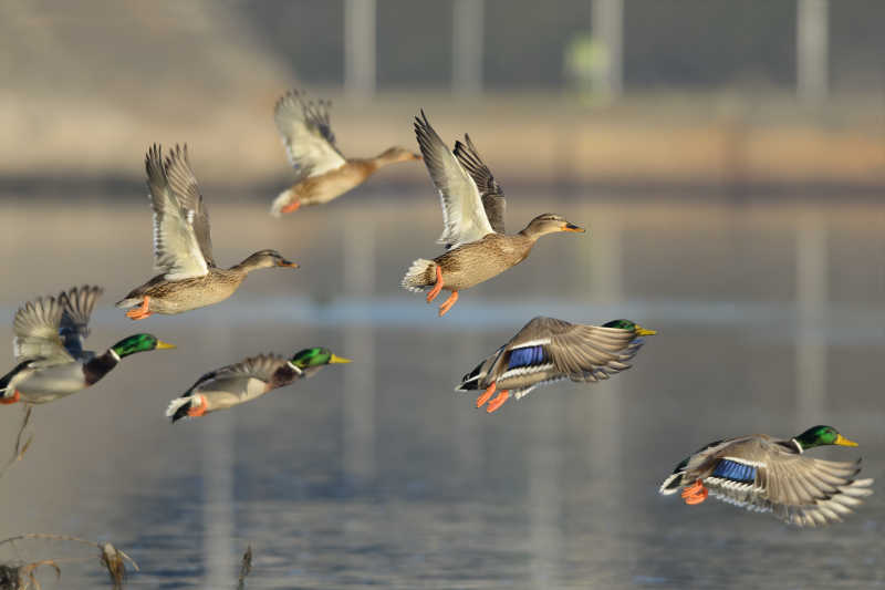 在河面上飞行的一群绿头鸭