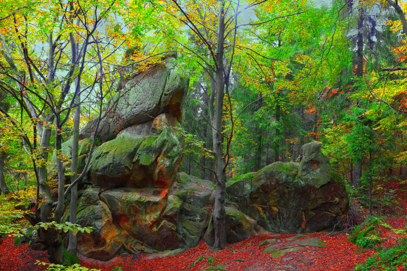 秋天树木的彩色枝条和山石