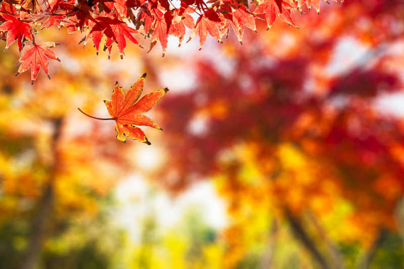 秋天的枫叶背景