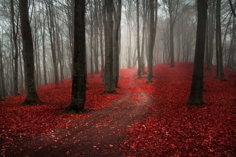 秋天的森林和红色的落叶景观