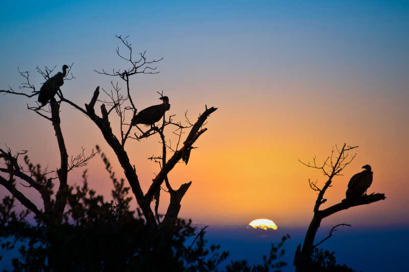 日落时分南非树上秃鹫的剪影