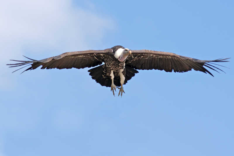 展翅滑翔的秃鹫