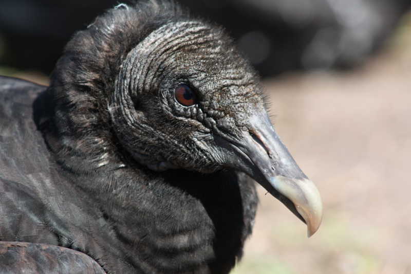 黑秃鹫