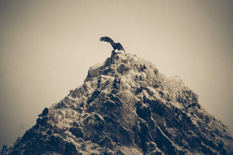 野生秃鹫坐在岩石上伸展翅膀