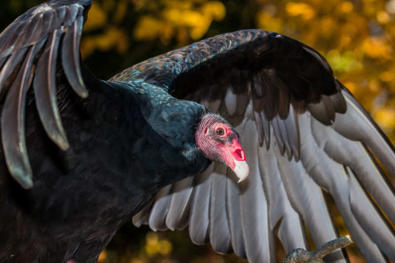 土耳其黑色秃鹫展翅