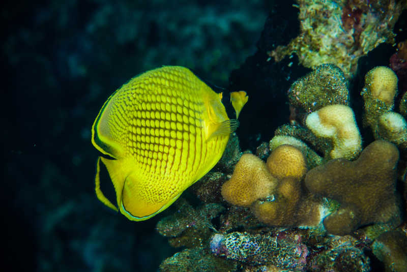 海底珊瑚旁的黄色热带鱼