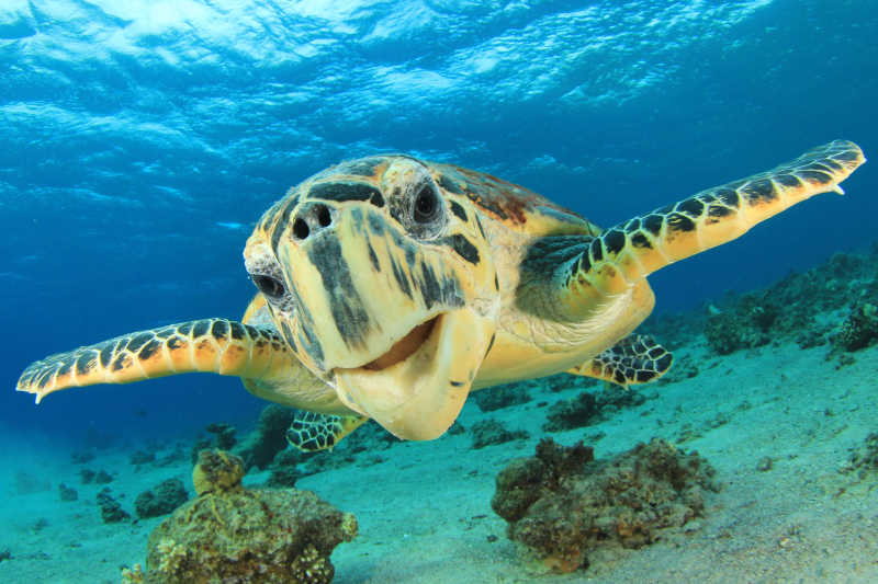 海底的玳瑁海龟