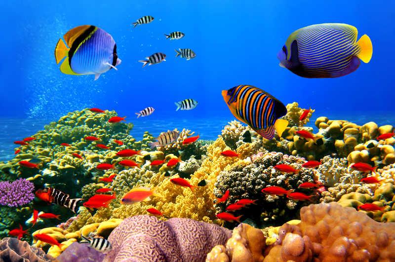 海底珊瑚礁上方的各种鱼类