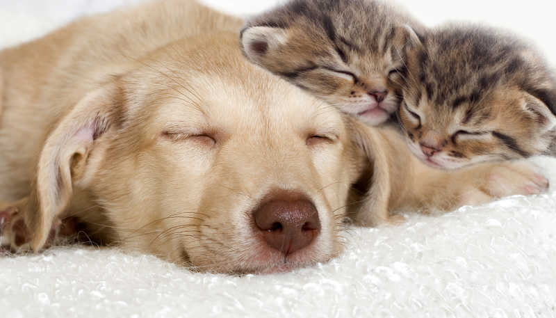 毛毯上一起睡觉都狗狗与猫咪