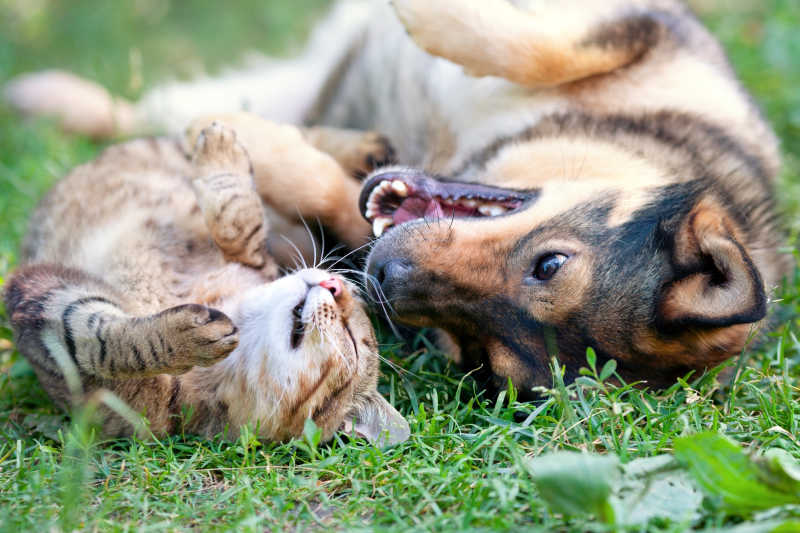 草地上玩耍的狗狗与猫咪