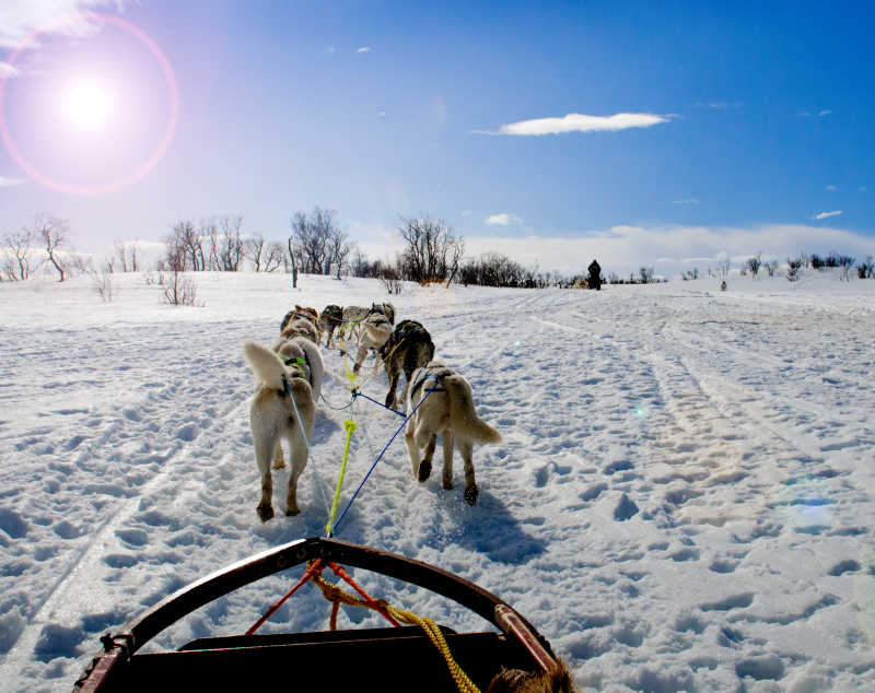 雪地里的哈士奇雪橇犬