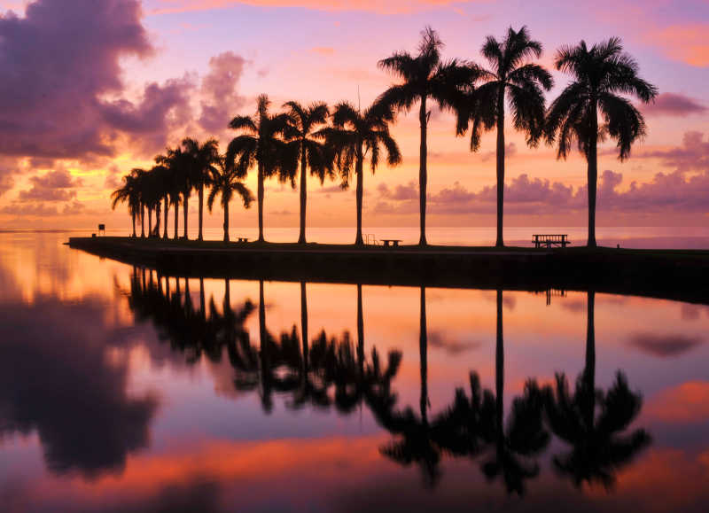 落日晚霞下的棕榈树风景