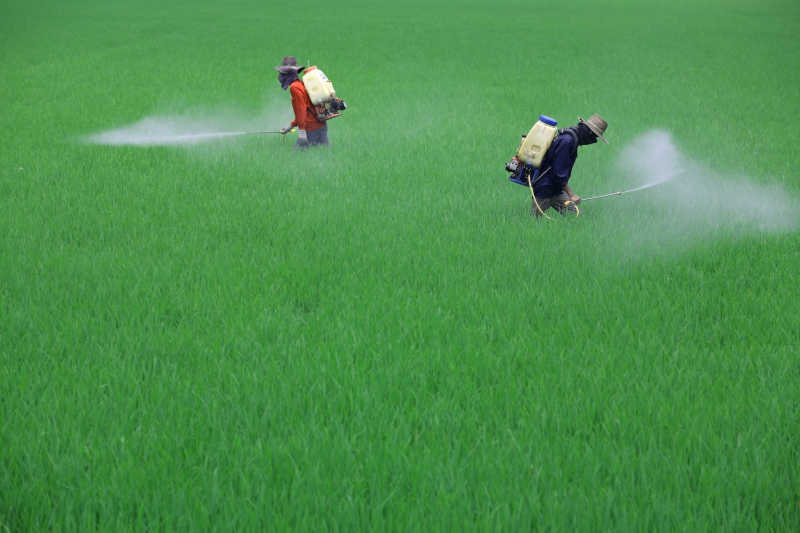 稻田里喷洒农药的两个农民