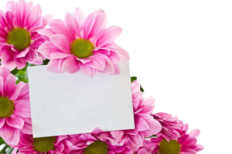 白色背景上鲜艳的粉色菊花和空白纸条