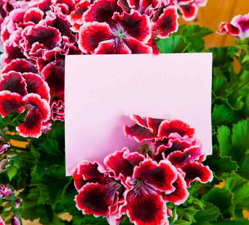 绿叶背景下的空白卡片和红色的鲜花