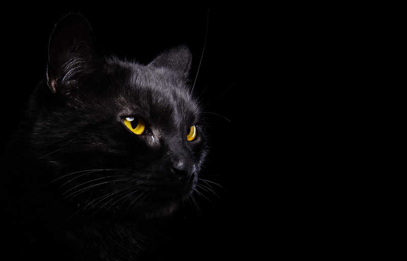 黑色背景上黄眼睛的黑猫特写