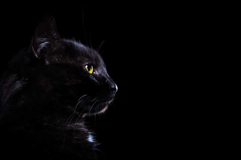 黑色背景下的黑猫侧面特写