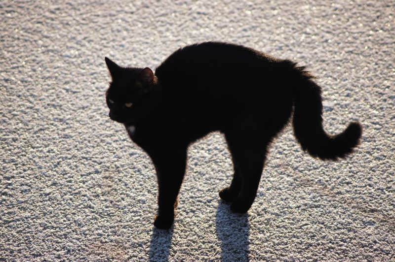 地面上一只后背拱起的黑猫