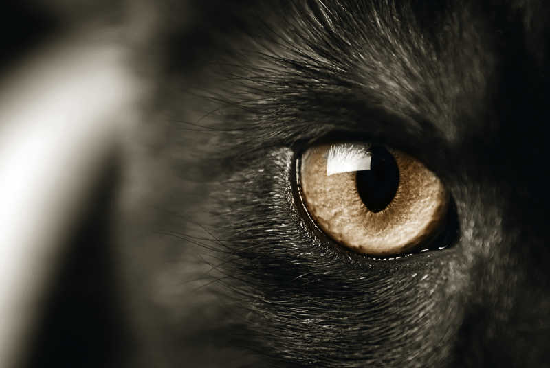 一只黑猫的眼睛特写