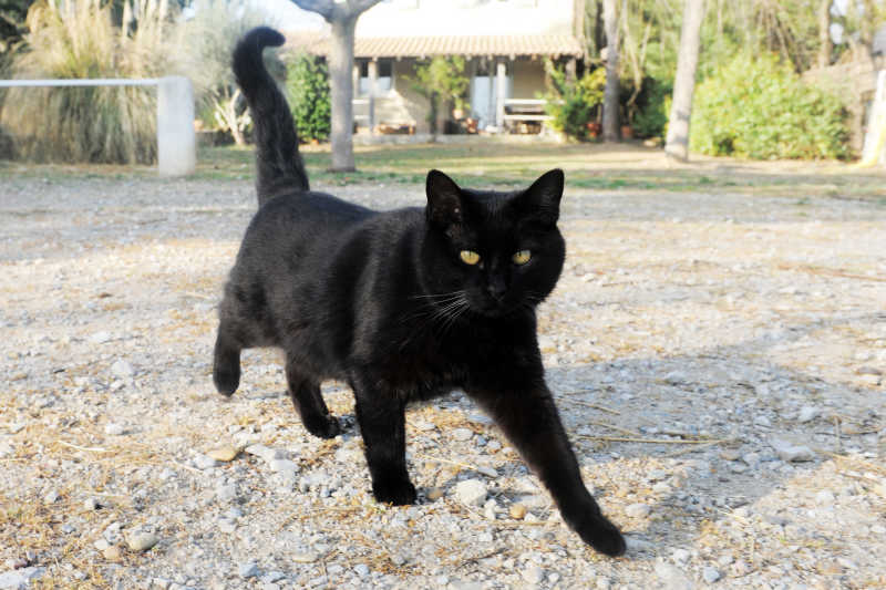 在花园里散步的黄眼黑猫