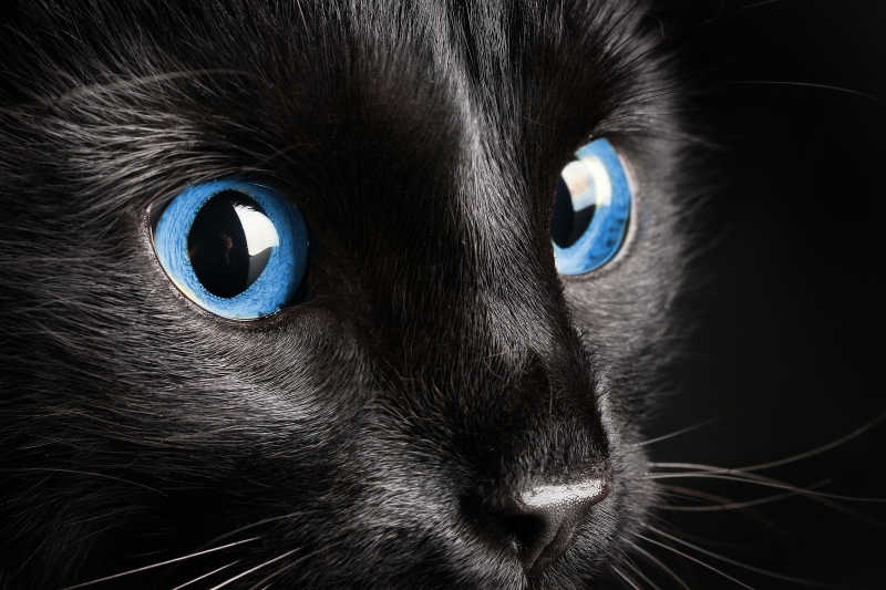 蓝色眼睛的黑猫特写