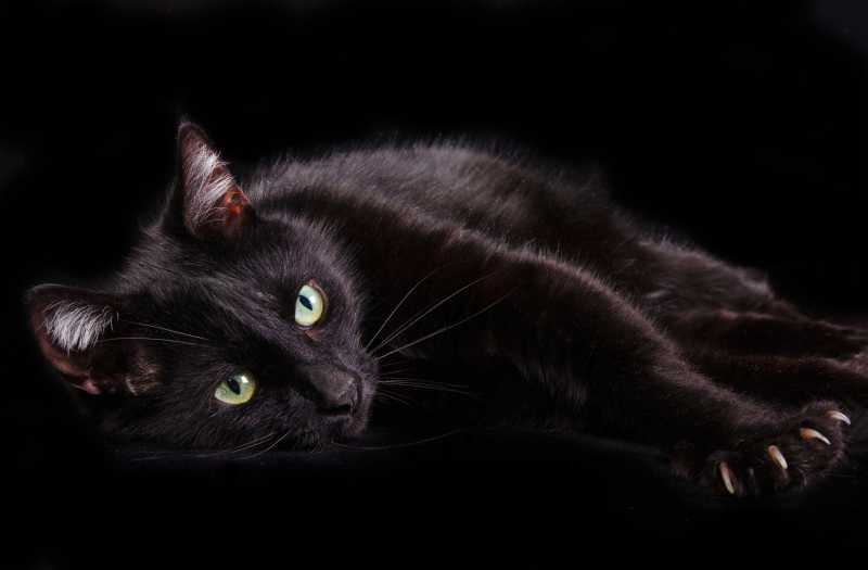 黑色背景上躺着的黑猫特写