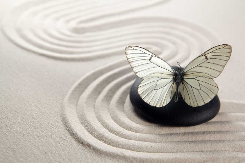 沙子中的一块石头上停着一只蝴蝶