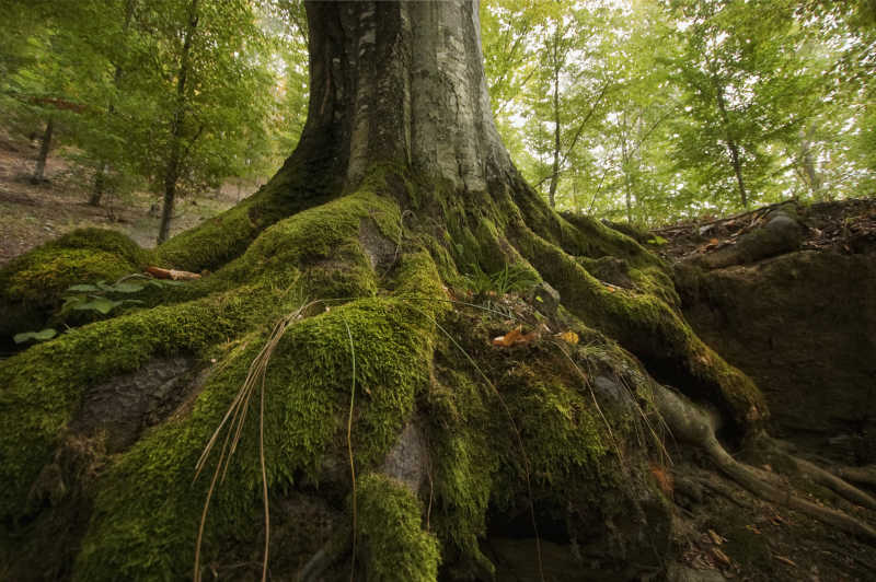 森林中布满青苔的古树树根